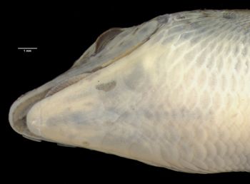 Media type: image;   Herpetology R-7683 Aspect: head ventral